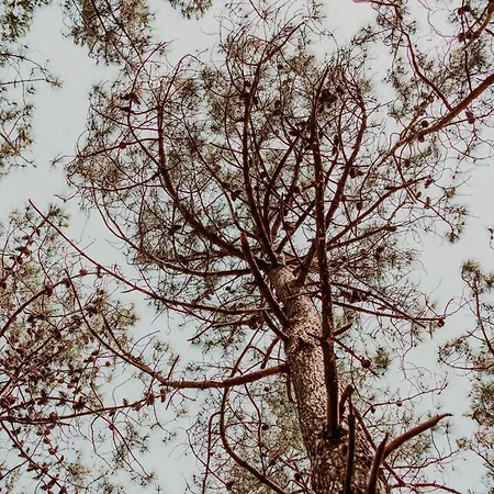 Dutchen Park Weideduyn Σπίτι διακοπών *